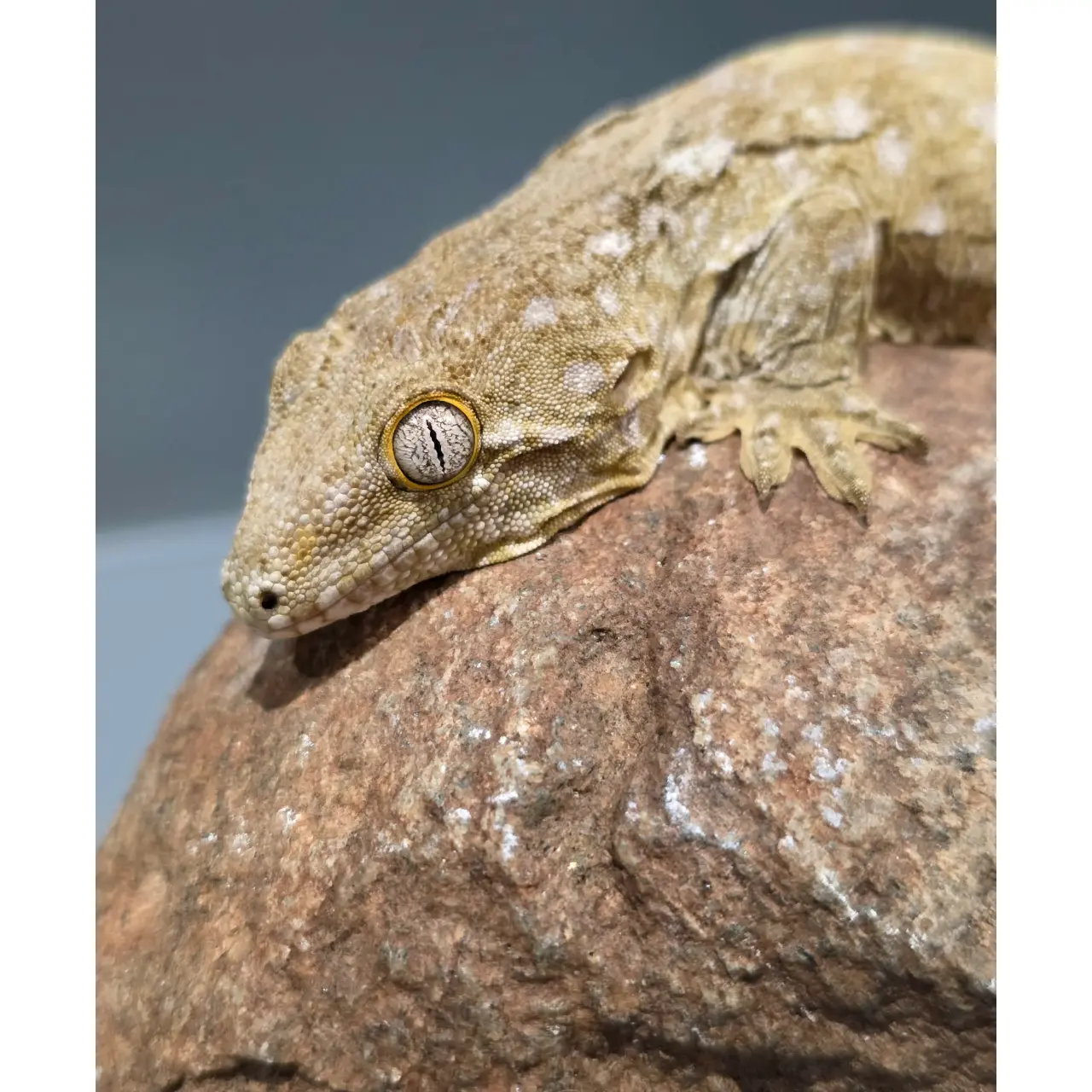 Nycaledonisk kæmpe gekko Moro - Rhacodactylus leachianus